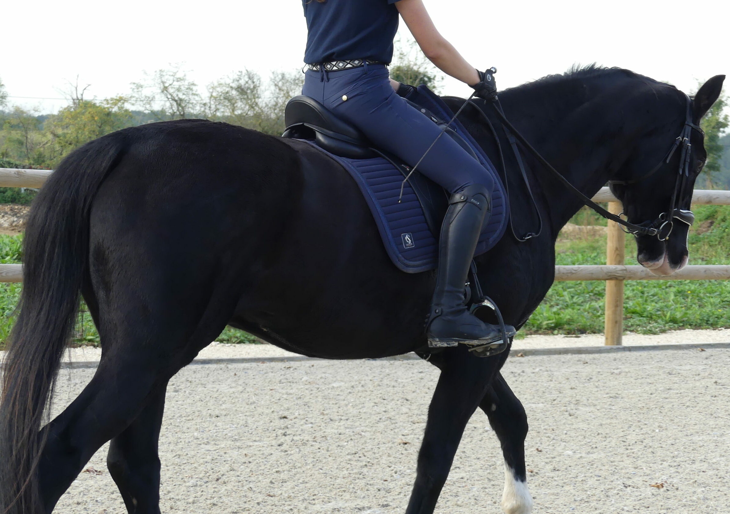 selle de dressage